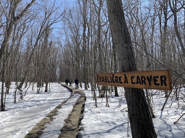 Erabliere a caryer LM Le Québec