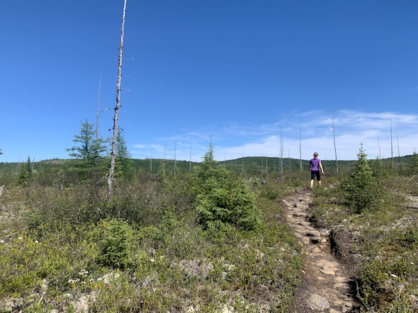Sentier au milieu dune foret brulee LM Le Québec